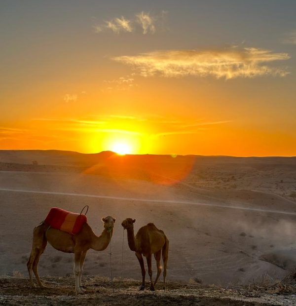 Sunset Camel Ride in Agafay desert