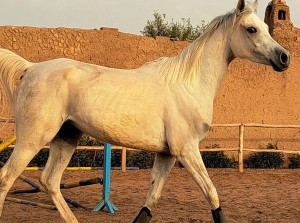 marrakech desert expeditions Majestic Sunset Horse Riding in Agafay Desert
